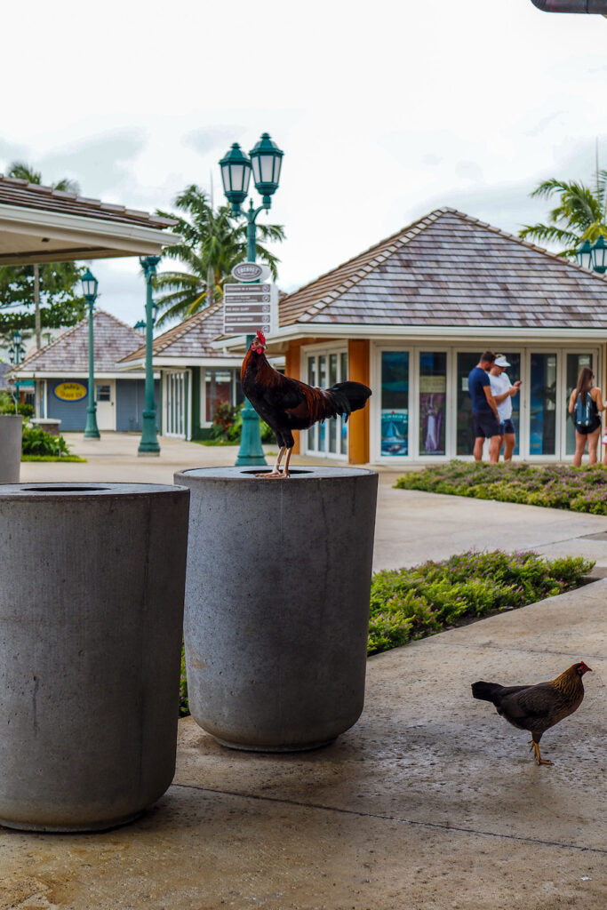 a rooster standing atop a trash can in Coconut Marketplace in Kauai