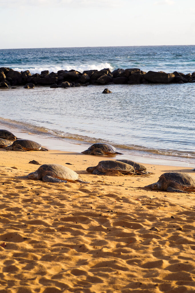 at least seven sea turtles on the sand at poipu beach in Kauai