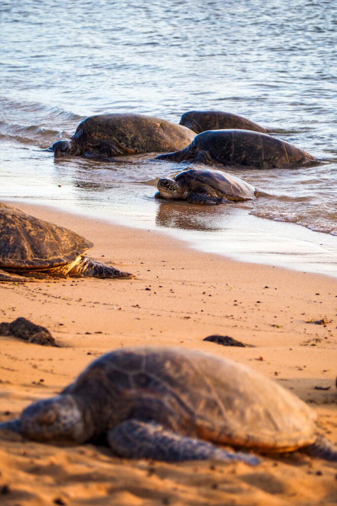 two sea turtles laying on the sand and four sea turtles coming up from the water