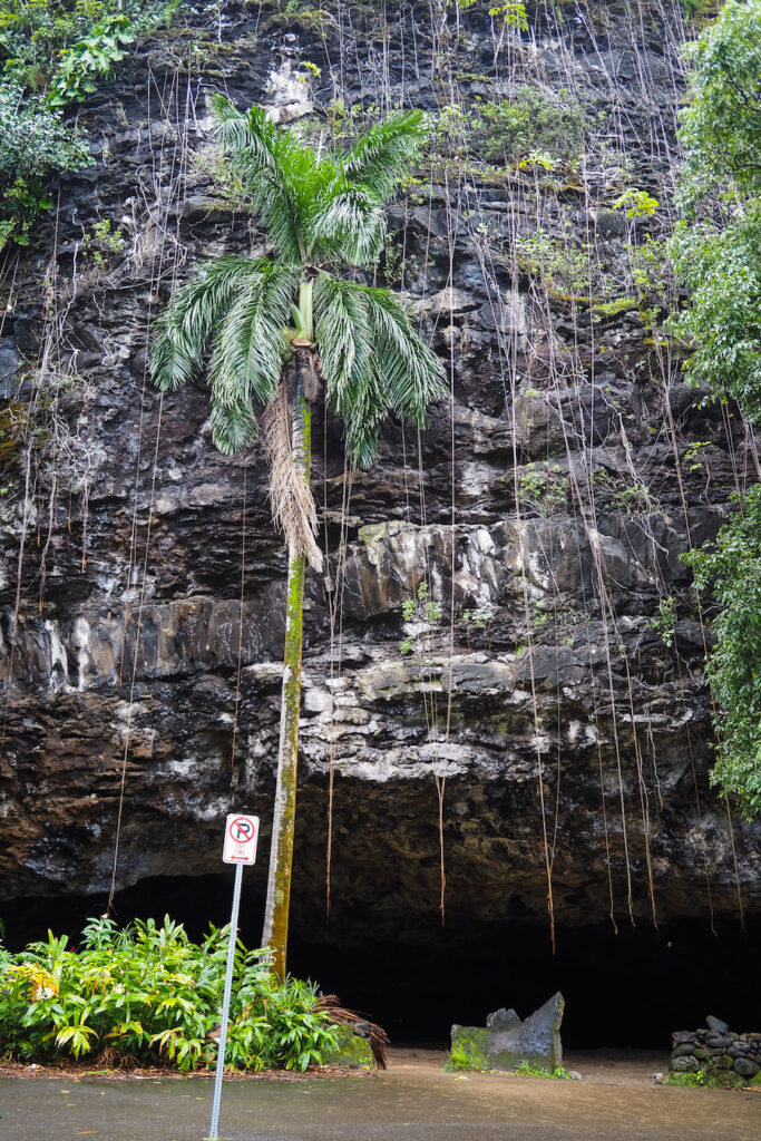 vines hanging down the front of Maniniholo Dry Cave