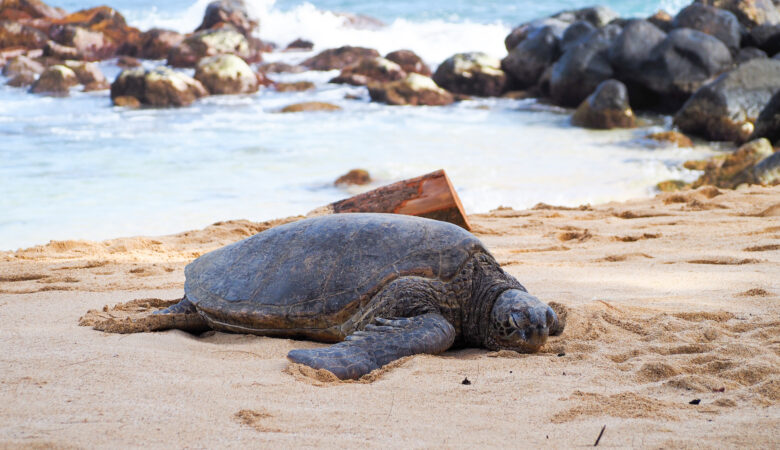 sea turtle in baldwin park beach maui