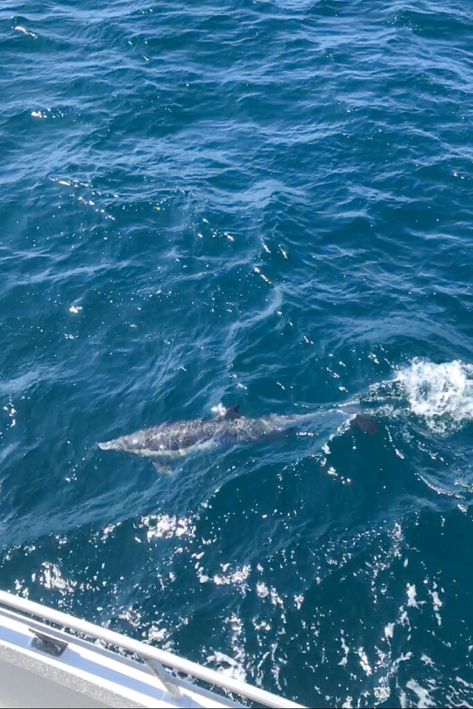 A dolphin swimming near our boat on the way to Santa Cruz Island in Channel Islands National Park