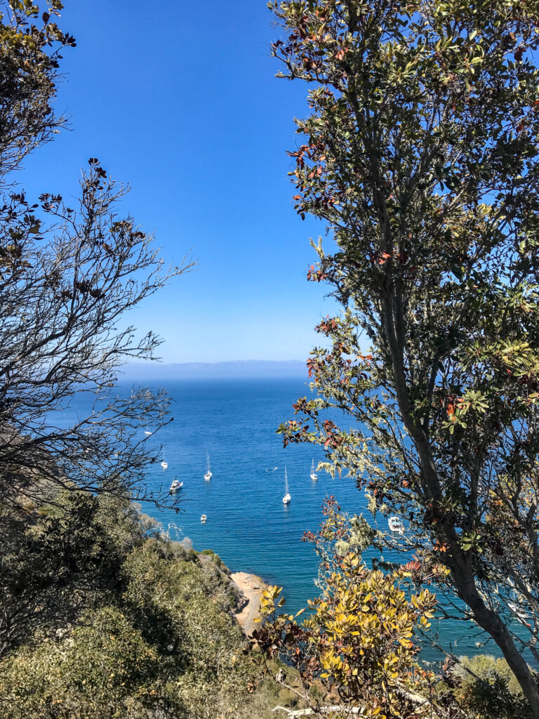 Plants framing a view of several boats on the water, just off of Santa Cruz Island in Channel Islands National Park