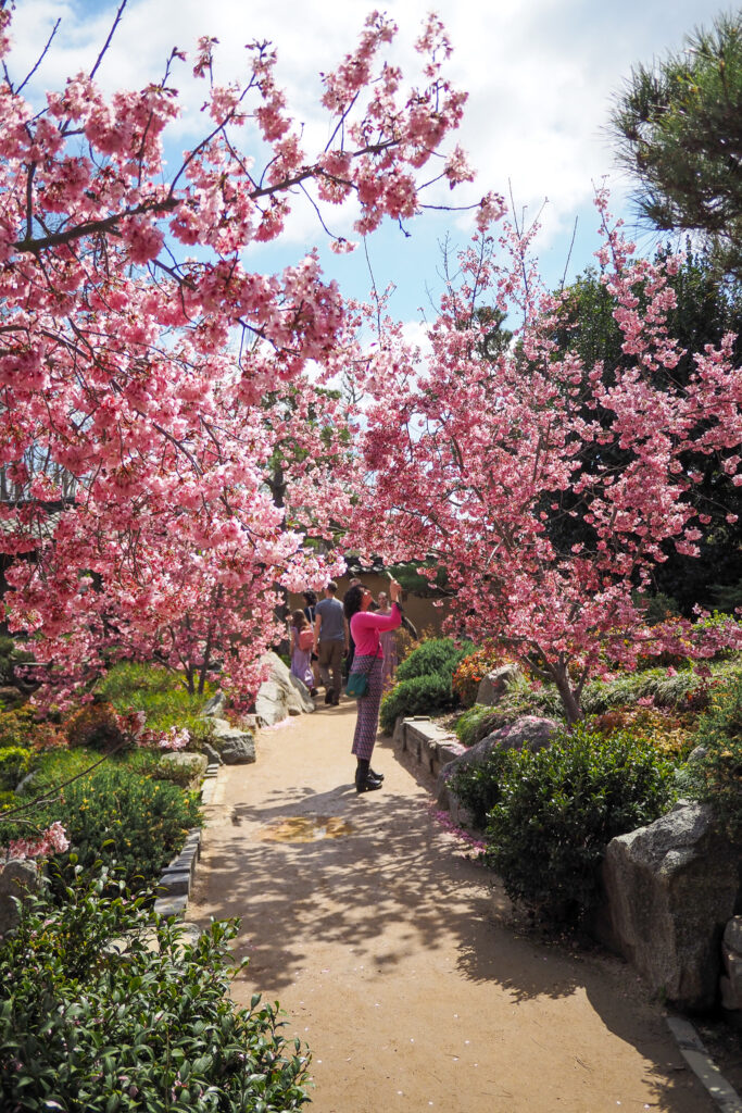 pink cherry blossom trees in early march at the Huntington