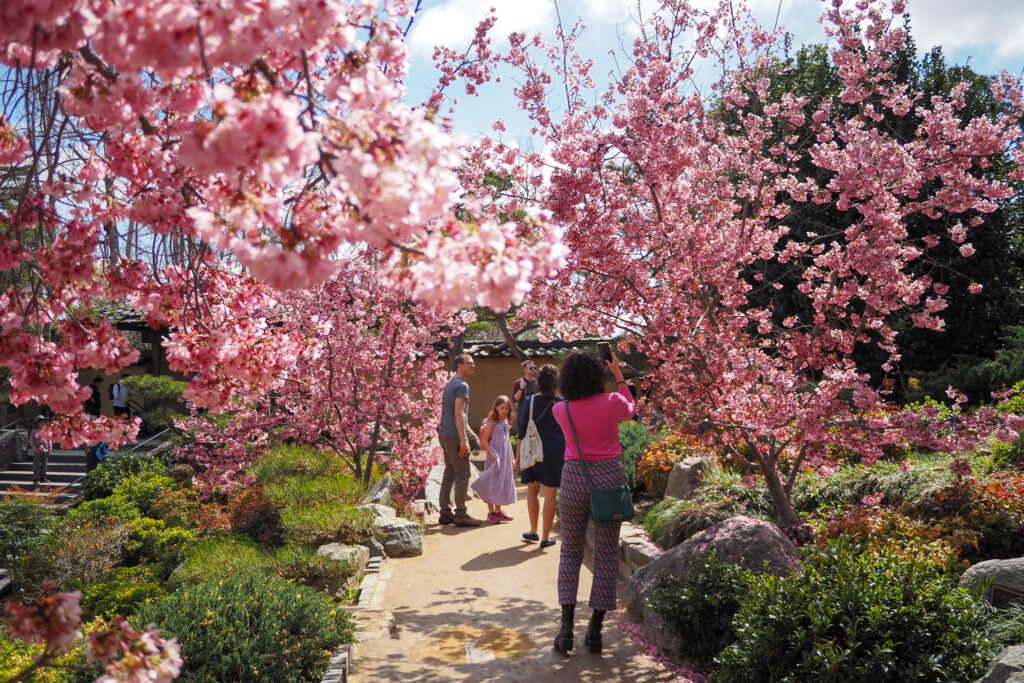 pink cherry blossom trees at the Huntington