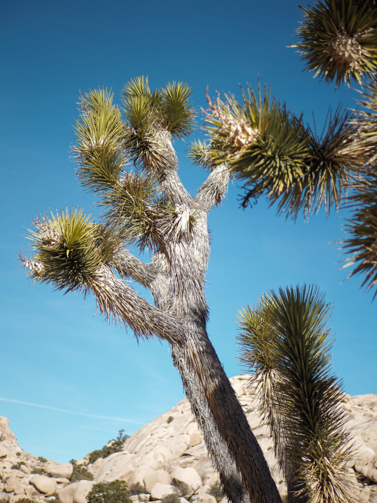 A joshua tree at the Barker Dam Trail in Joshua Tree National Park