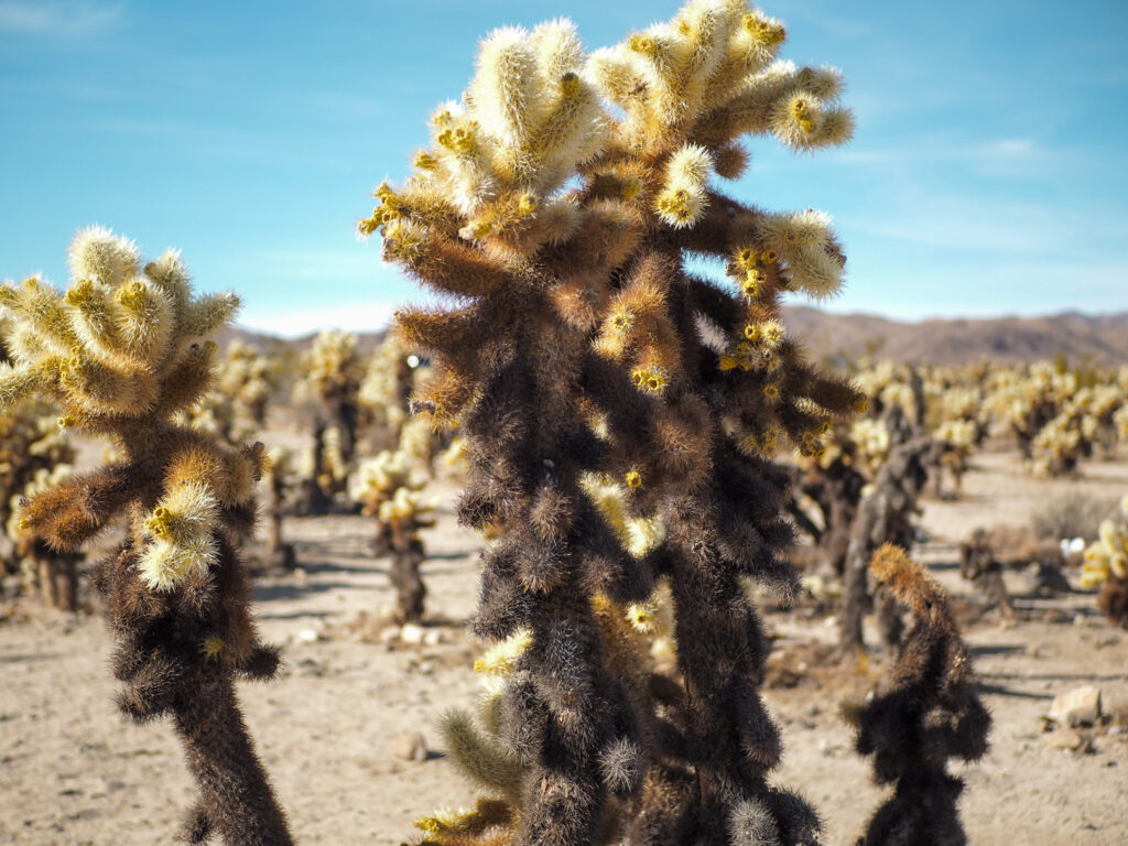 Close up of the teddybear chollar at the Cholla Cactus Garden at Joshua Tree National Park
