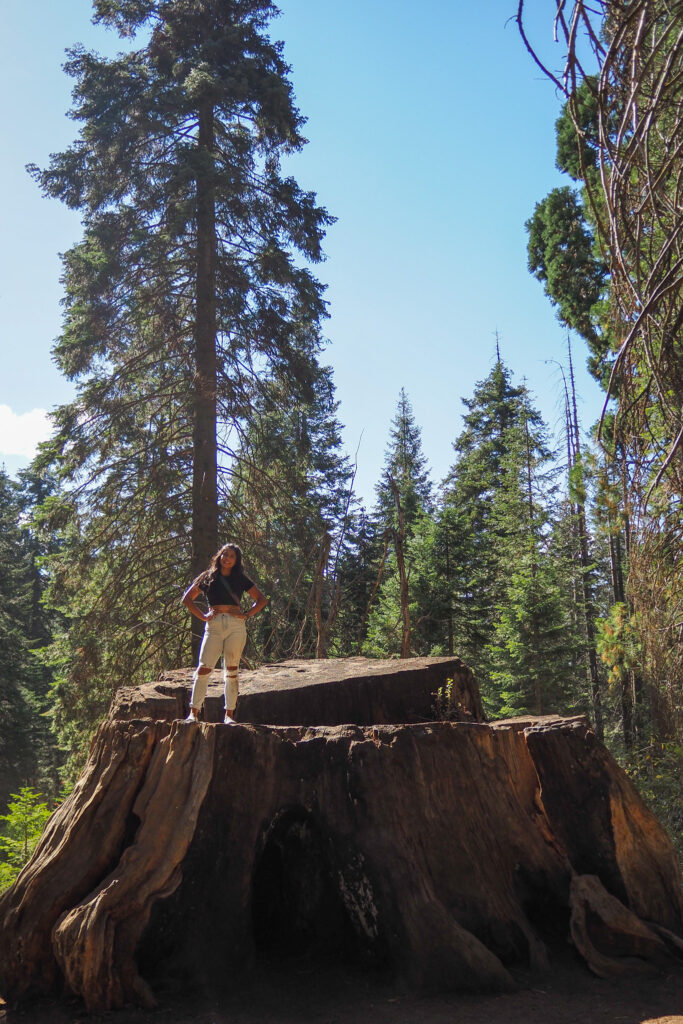 Friend standing on tree stump in Kings Canyon National Park