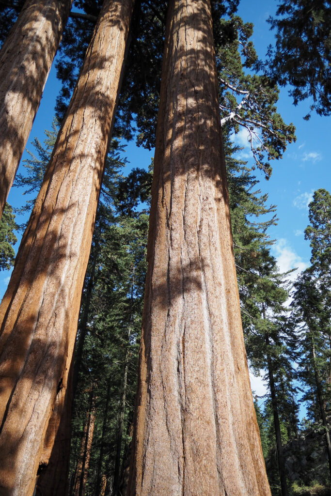 Sequoia trees at Grant Grove in Kings Canyon National Park