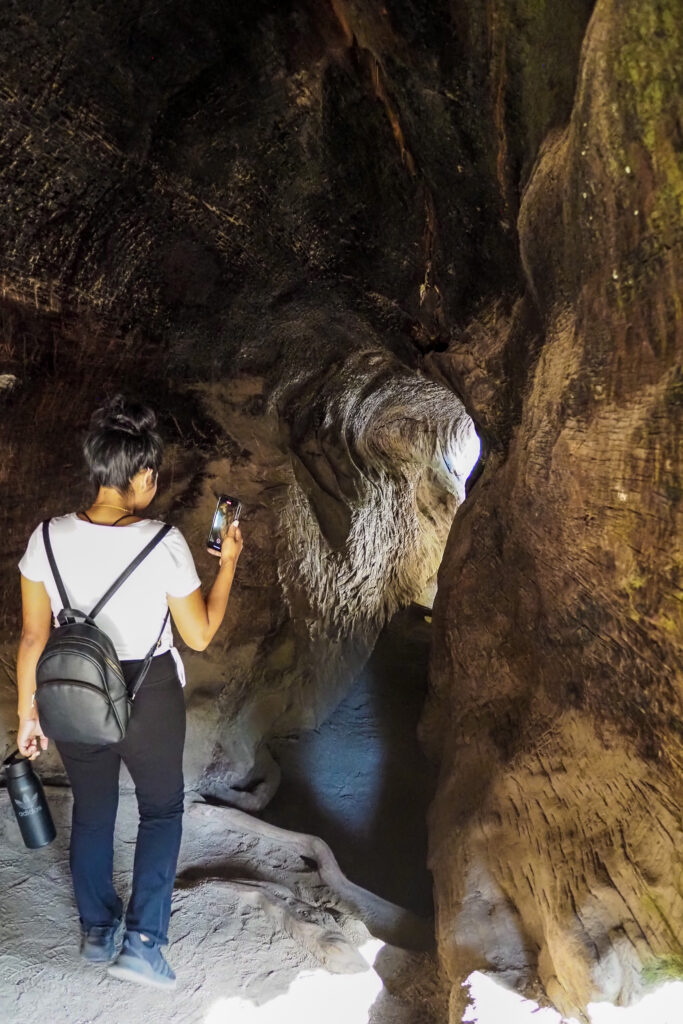 Friend going through a hollow tree in Grant Grove in Kings Canyon National Park