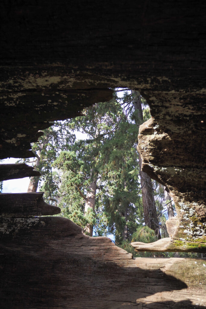 hole in a hollow tree in Grant Grove in Kings Canyon National Park