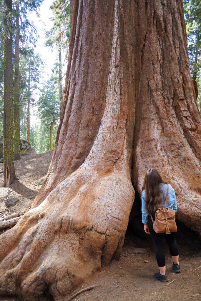 Author looking up at sequoia trees at Grant Grove in Kings Canyon National Park