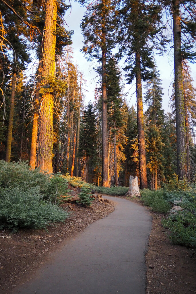 Sunlight pouring onto trees at Panoramic Point in Kings Canyon National Park