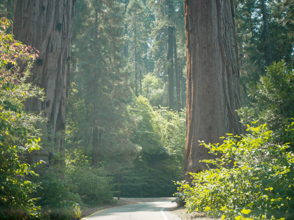 road surrounded by trees in Sequoia National Park