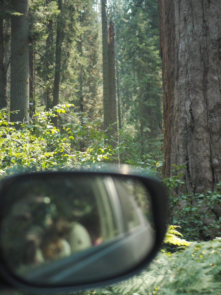 driving by trees in Sequoia National Park