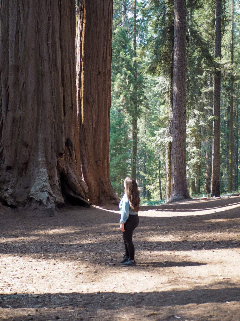 author looking up at trees in Sequoia National Park