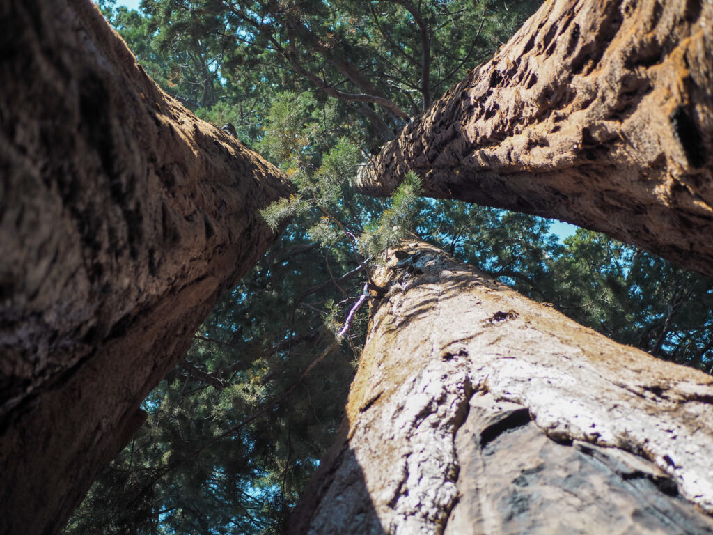 trees