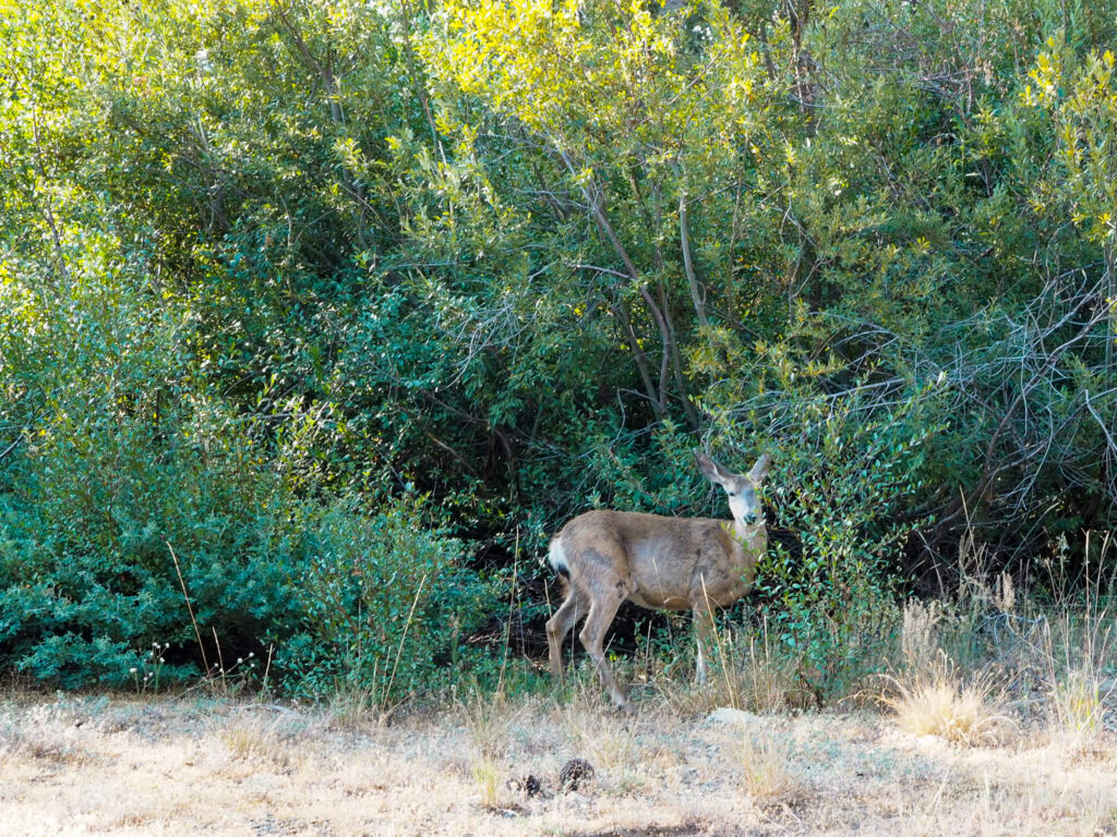 A deer in bushes