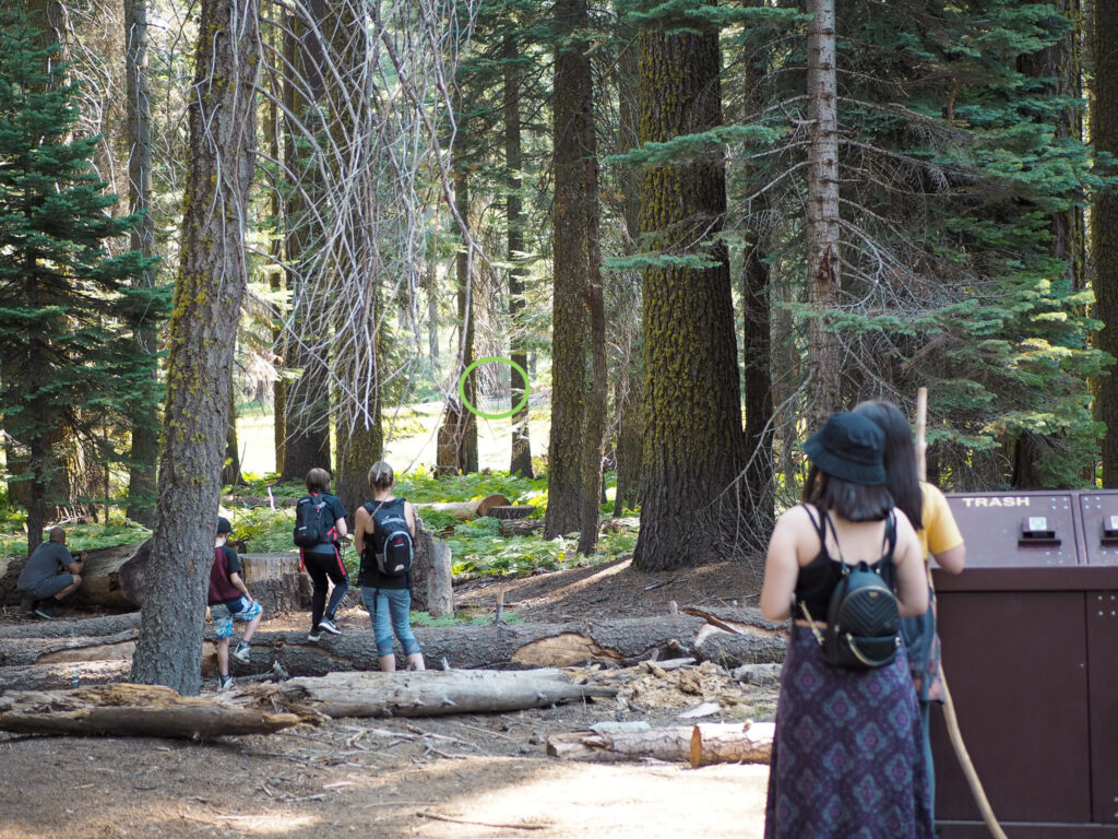 watching a bear from afar at Crescent Meadow