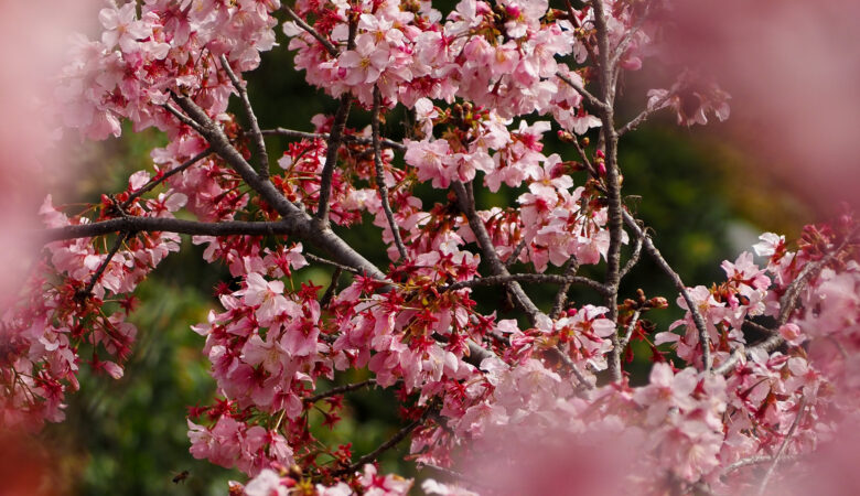 close up of cherry blossoms in los angeles