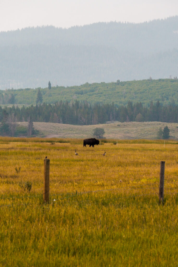 Bison grazing at Yellowstone National Park