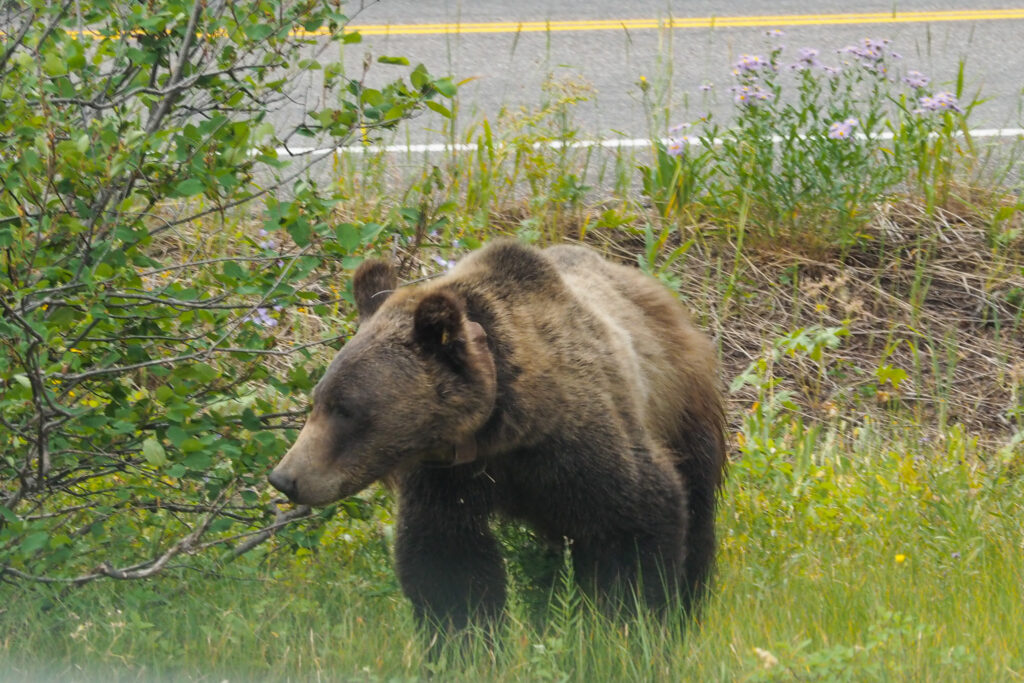 A bear in Yellowstone National Park