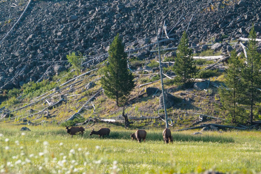 Elk/deer grazing at Yellowstone National Park