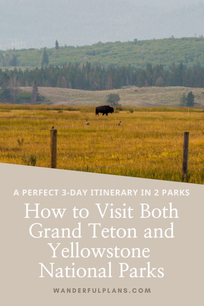 image of a bison with text that reads: "A perfect 3-day itinerary in 2 parks: How to visit both grand teton and yellowstone national parks"