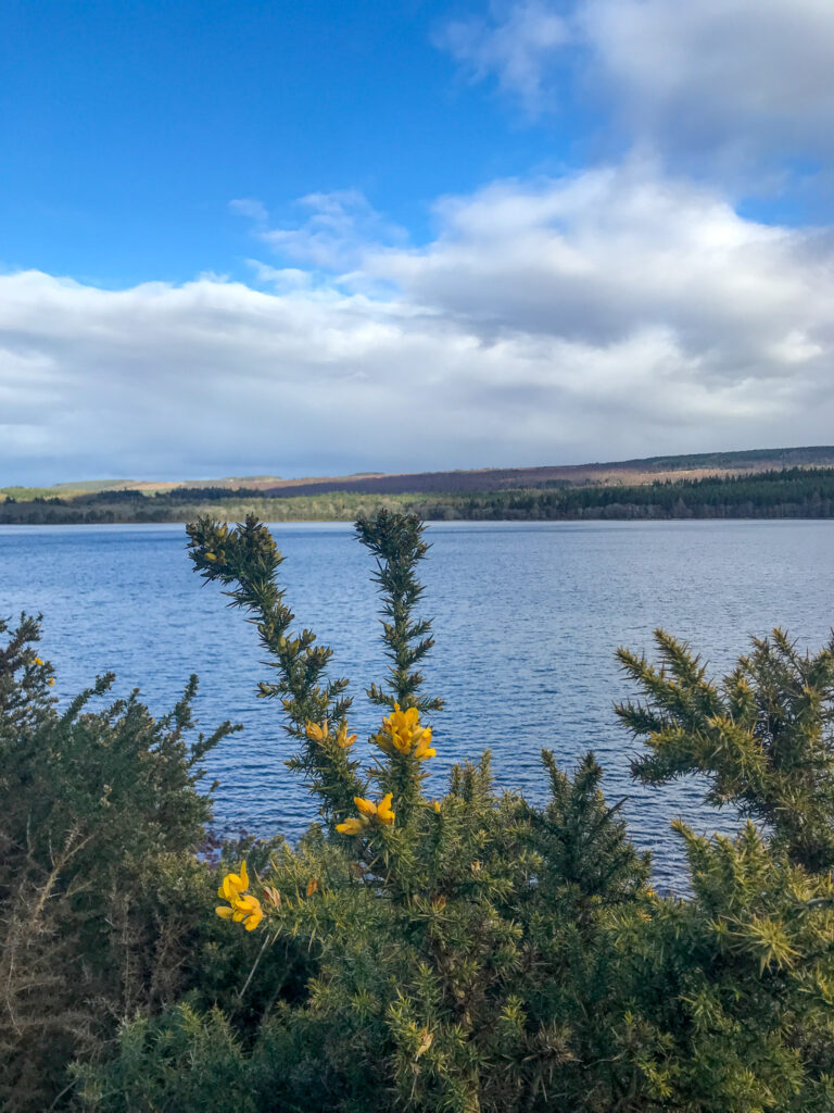flowers at Loch Ness near Inverness, Scotland