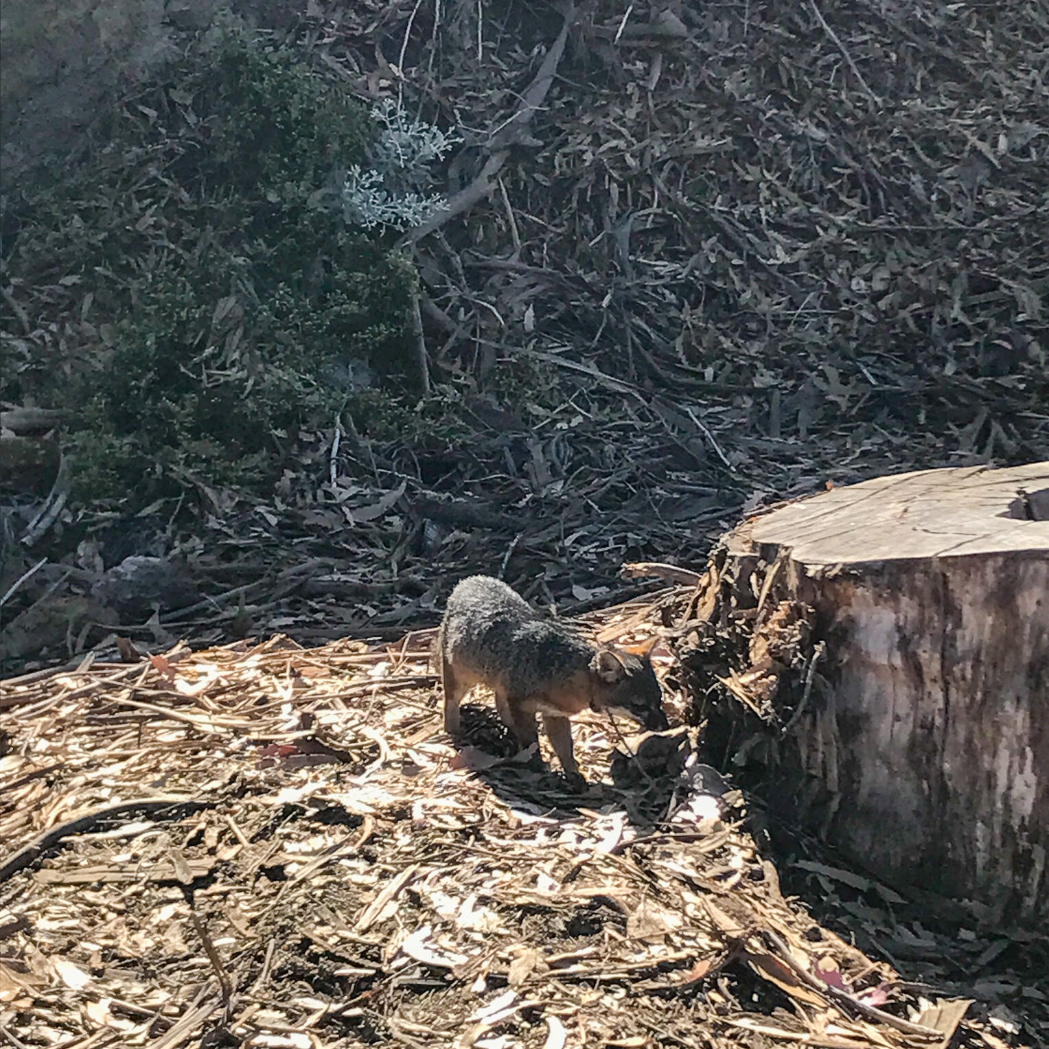An island fox on Santa Cruz Island in Channel Islands National Park