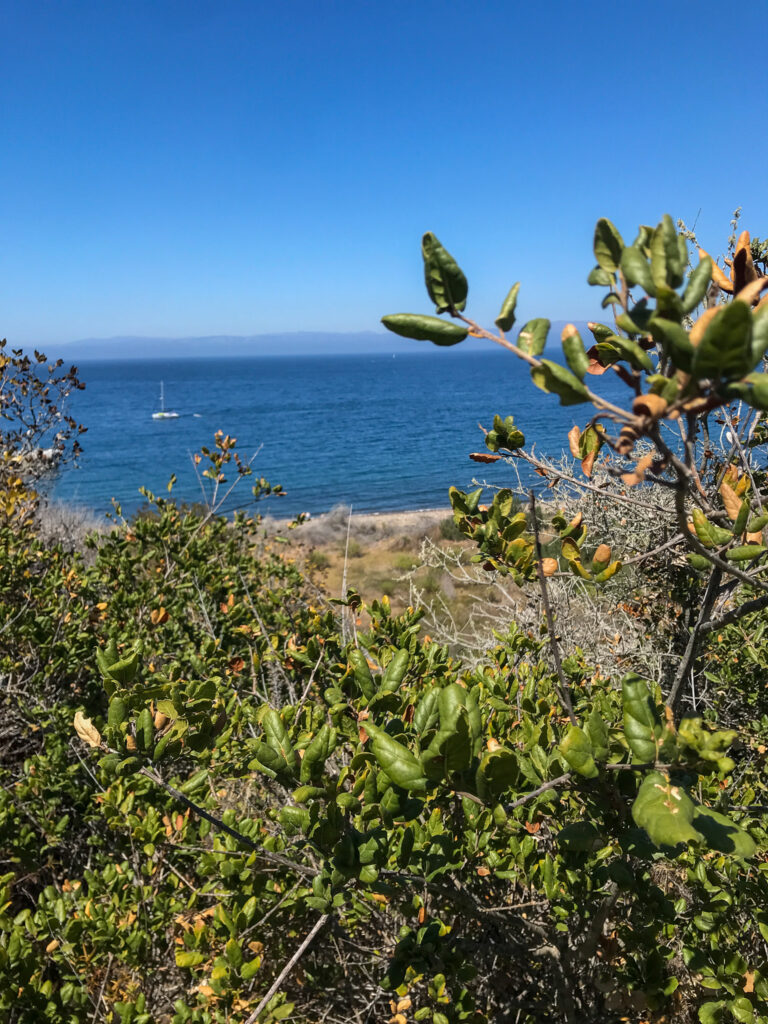 Plants framing a view of a boat on the water, just off of Santa Cruz Island in Channel Islands National Park