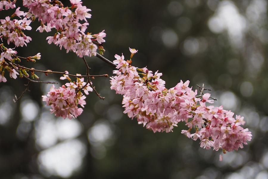 close up of a cherry blossom tree in the Japanese garden at Descanso Gardens