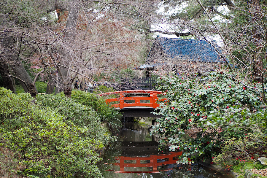 Bare cherry trees in the Japanese Garden at Descanso Gardens