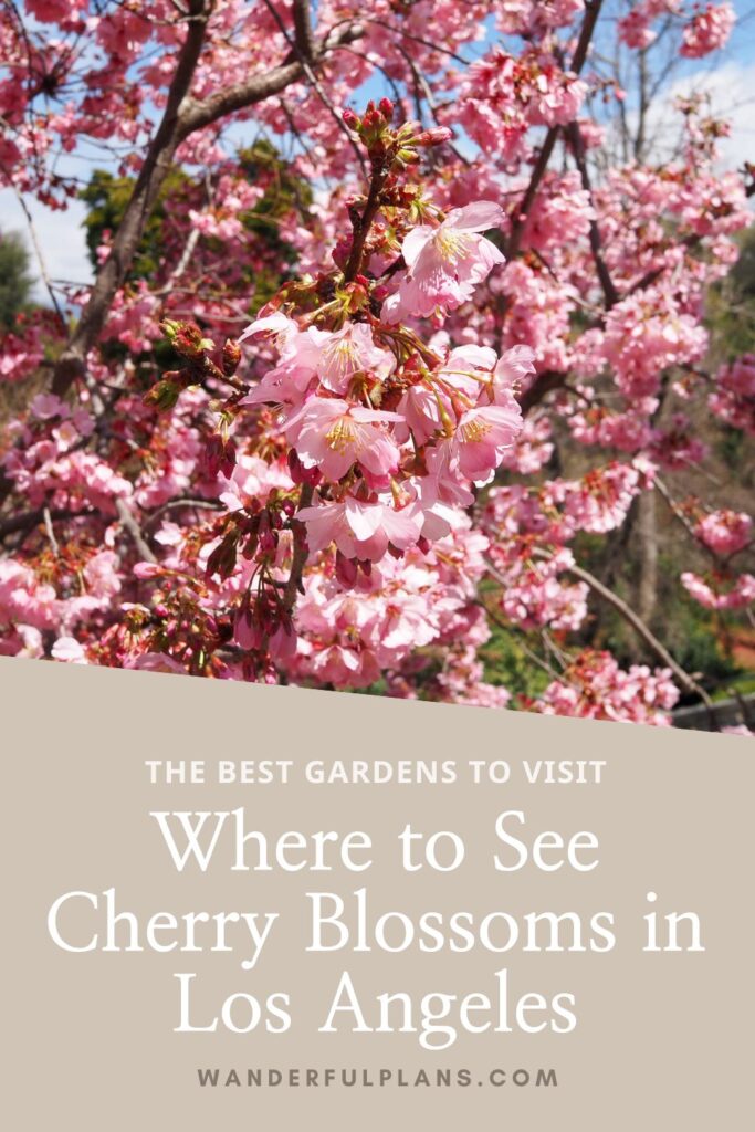 photo of cherry blossoms with text that reads "the best gardens to visit: Where to see cherry blossoms in Los Angeles"