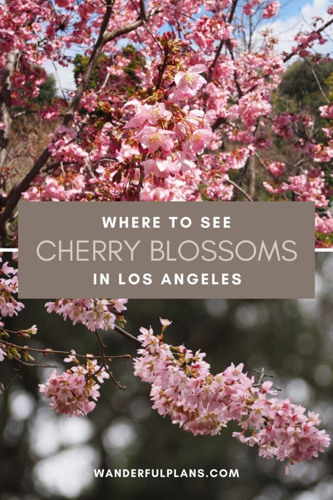 photos of cherry blossoms with text that reads "Where to see cherry blossoms in Los Angeles"