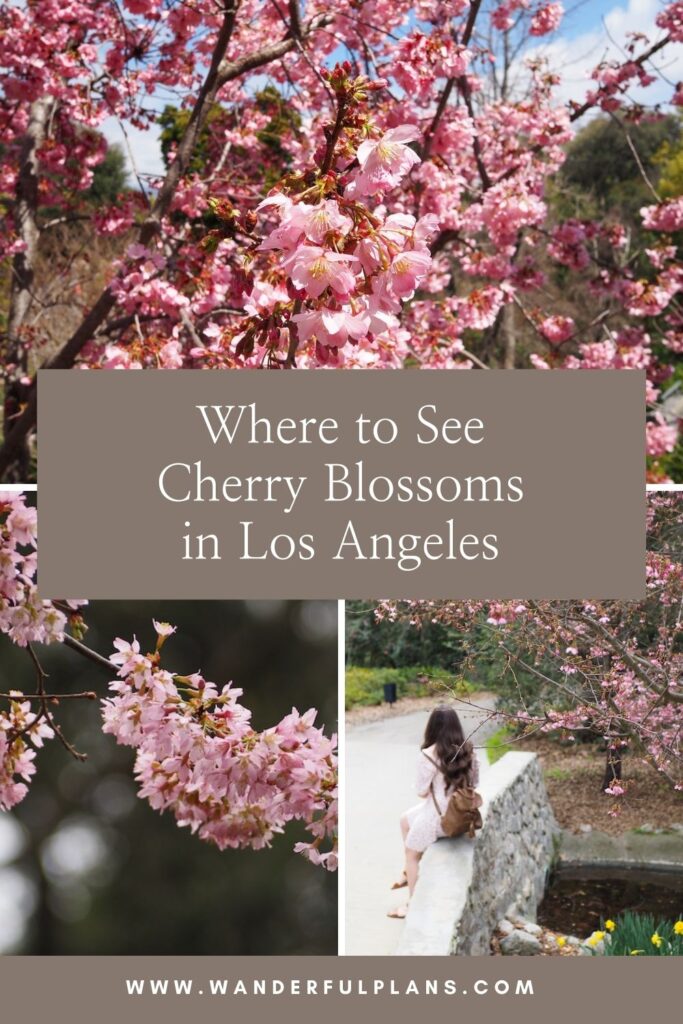 photos of cherry blossoms with text that reads "Where to see cherry blossoms in Los Angeles"