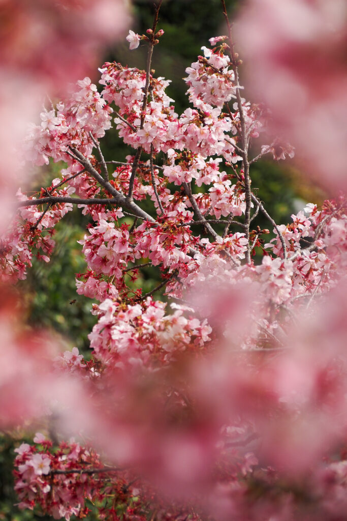 cherry blossoms in the Huntington library