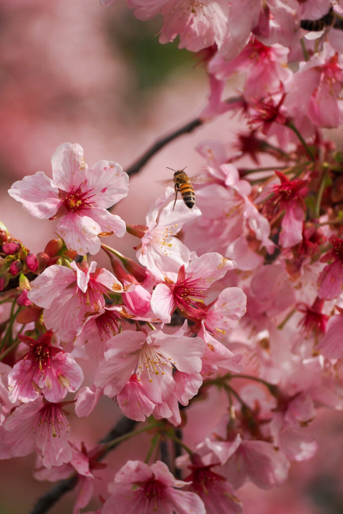 a bee buzzing around cherry blossoms in the Huntington library