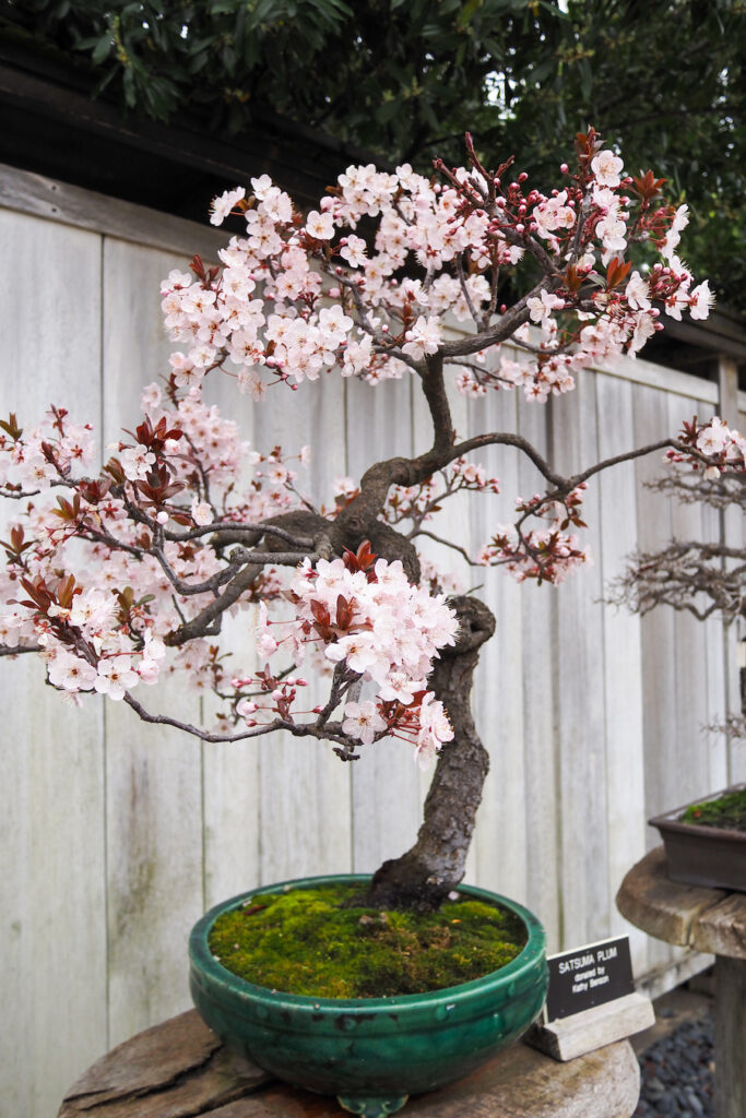 plum blossom bonsai tree in the Huntington Library Japanese garden