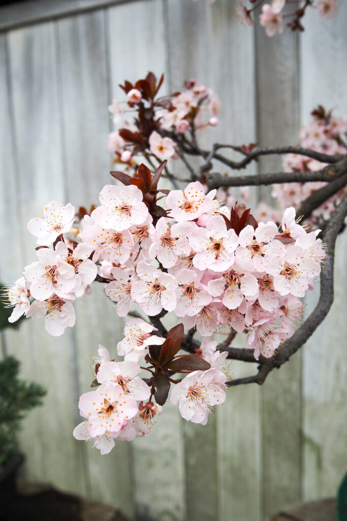 plum blossom bonsai tree in the Huntington Library Japanese garden
