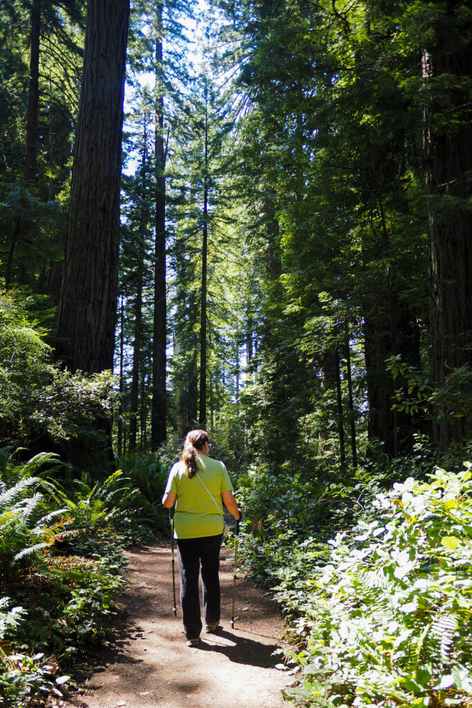 author's mom with hiking poles on a trail with redwoods around her