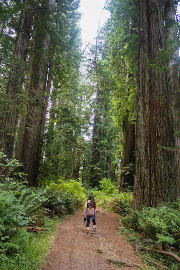 author on a trail with redwoods all around