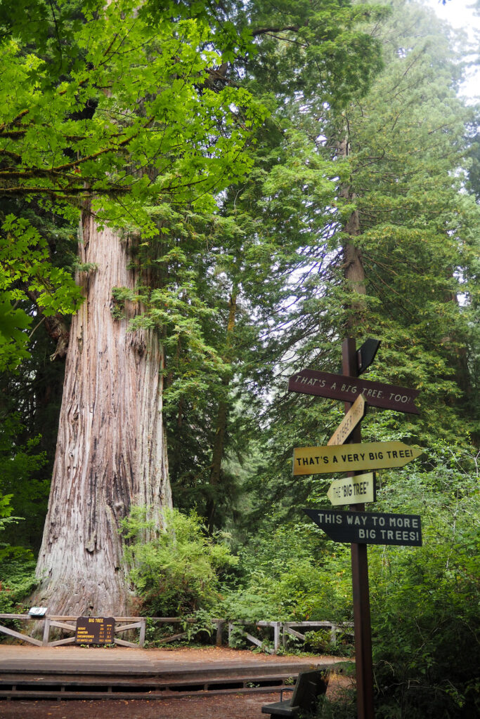a big tree with a sign nearby pointing to other big trees