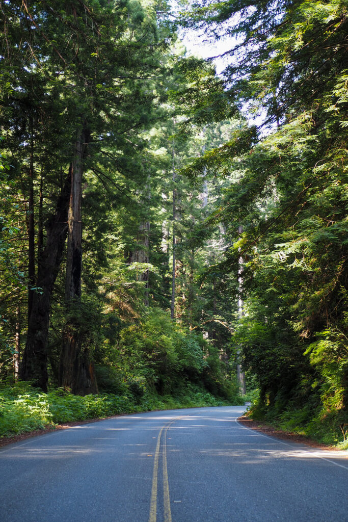 road that goes by greenery and trees