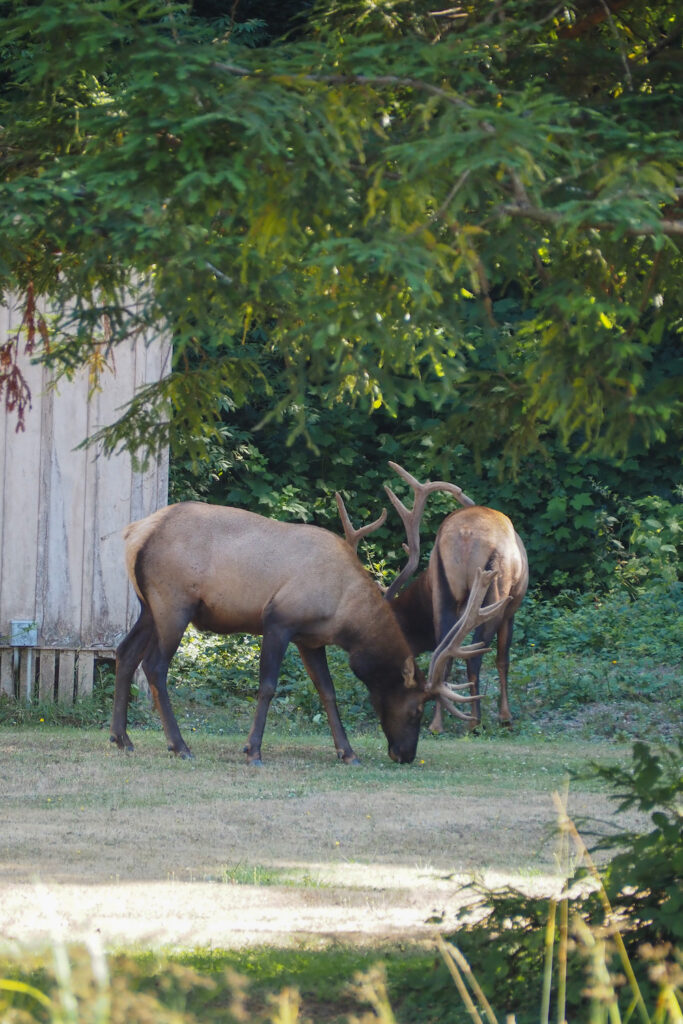 elk with large antlers eating grass