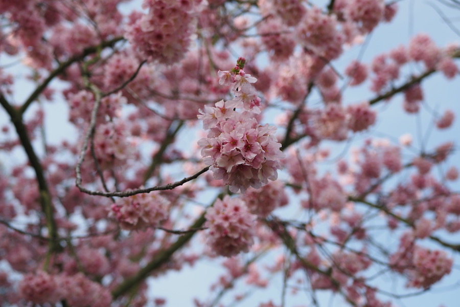 cherry blossoms with the sky in the background