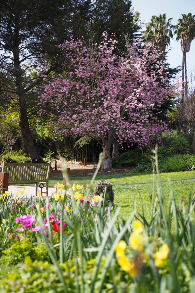 Large cherry blossom tree near amphitheater