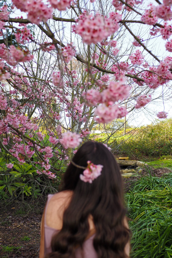 author near a Large cherry blossom tree near amphitheater