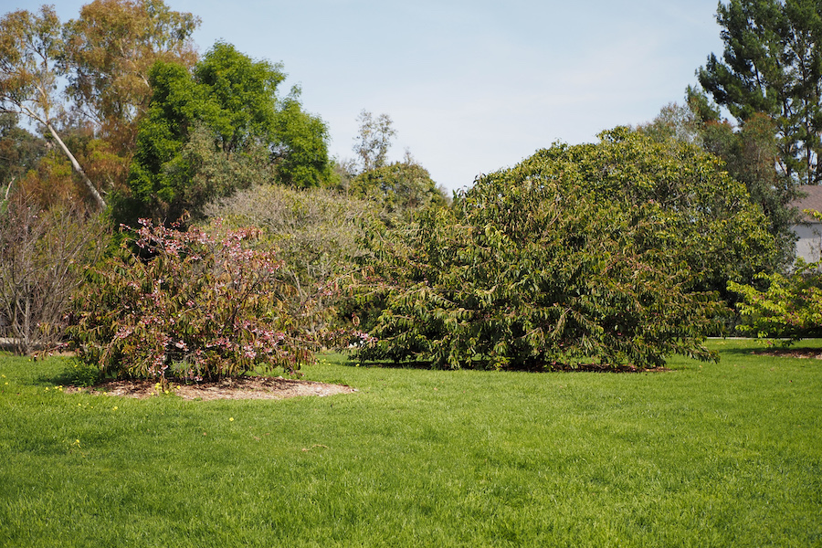 cherry blossoms trees in Sakura Meadow at South Coast Botanic Garden