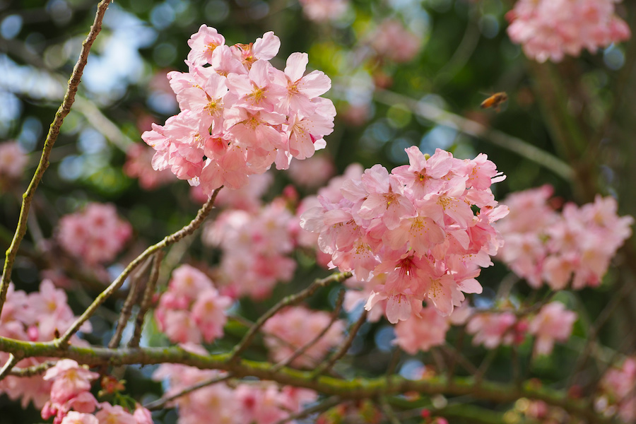 close up of cherry blossoms in los angeles